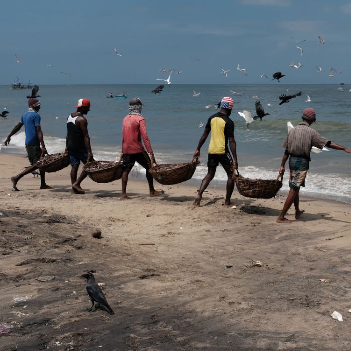 ouvriers au nettoyage des poissons - Sri Lanka