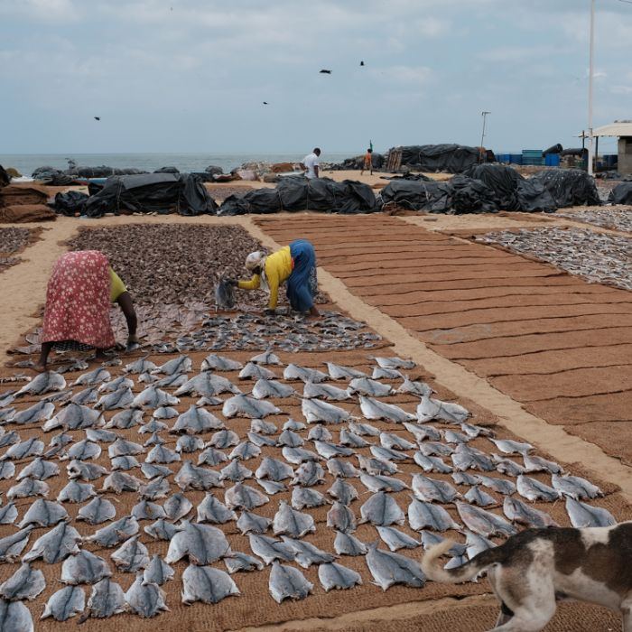ouvrières disposant le poisson à sécher - Sri Lanka